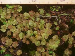 Hydrocotyle microphylla