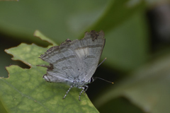 Hypolycaena phorbas