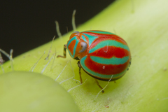 Hemisphaerius coccinelloides