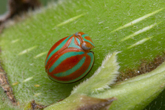 Hemisphaerius coccinelloides