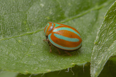 Hemisphaerius coccinelloides