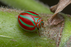 Hemisphaerius coccinelloides