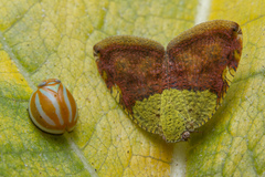 Hemisphaerius coccinelloides