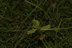 Cyperus aggregatus