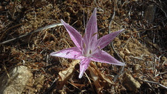 Colchicum variegatum