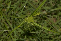 Cyperus aggregatus