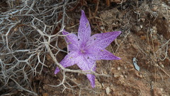 Colchicum variegatum