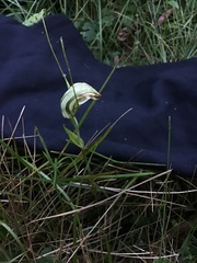 Pterostylis decurva