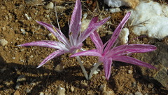 Colchicum variegatum