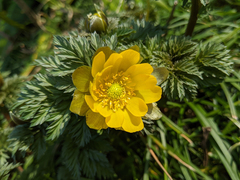 Adonis amurensis