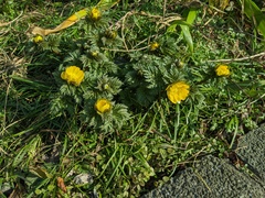 Adonis amurensis