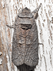 Culama suffusca