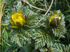 Adonis amurensis