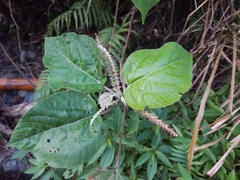 Acalypha angatensis