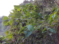 Acalypha angatensis