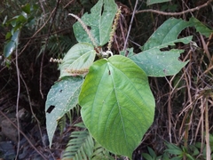 Acalypha angatensis