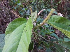 Acalypha angatensis