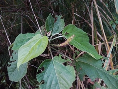 Acalypha angatensis
