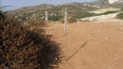 Drimia numidica