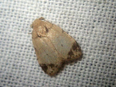 Utriculofera fuscapex