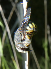 Trachusa