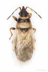 Oxycarenus pallens