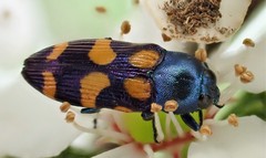 Castiarina bicolor