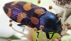 Castiarina bicolor