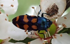Castiarina bicolor
