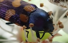 Castiarina bicolor
