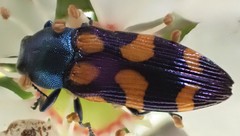 Castiarina bicolor
