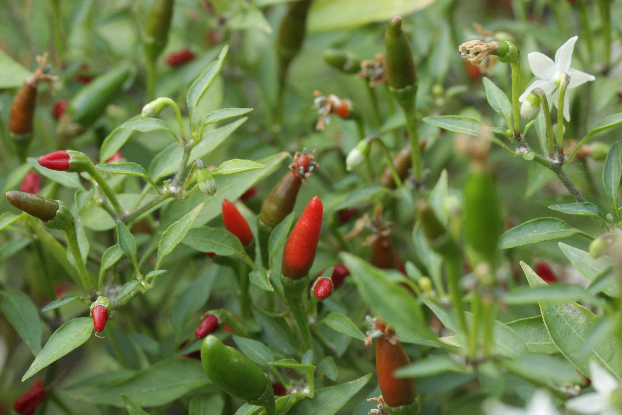 Capsicum annuum var. annuum