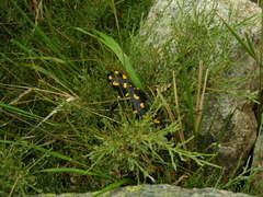 Salamandra corsica