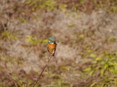 Alcedo atthis