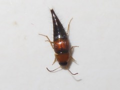 Tachyporus dispar