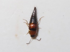 Tachyporus dispar