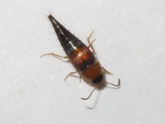 Tachyporus dispar