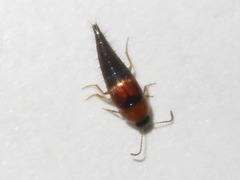 Tachyporus dispar