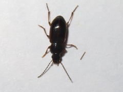 Stenolophus mixtus