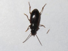 Stenolophus mixtus