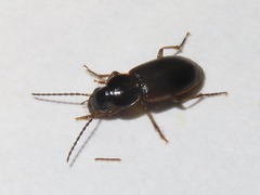 Stenolophus mixtus