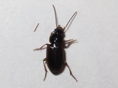 Stenolophus mixtus