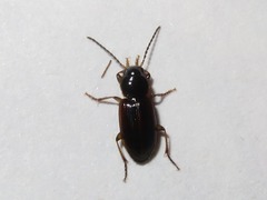 Stenolophus mixtus