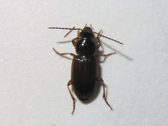 Stenolophus mixtus