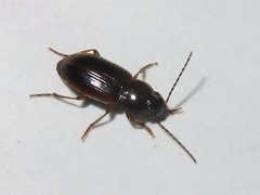 Stenolophus mixtus