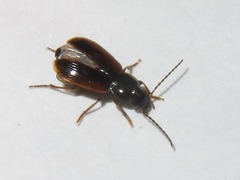 Stenolophus mixtus