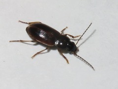 Stenolophus mixtus