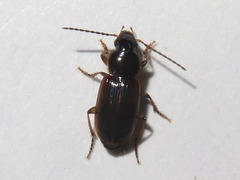 Stenolophus mixtus