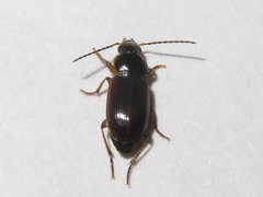 Stenolophus mixtus