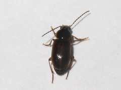 Stenolophus mixtus